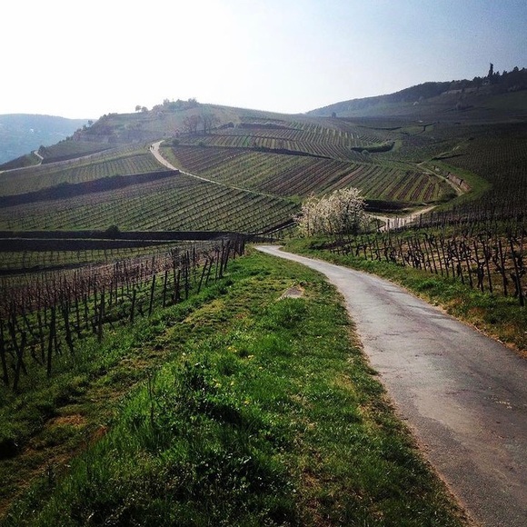 FRANCOPHILE & FASHIONISTA - Picture 11 of 13